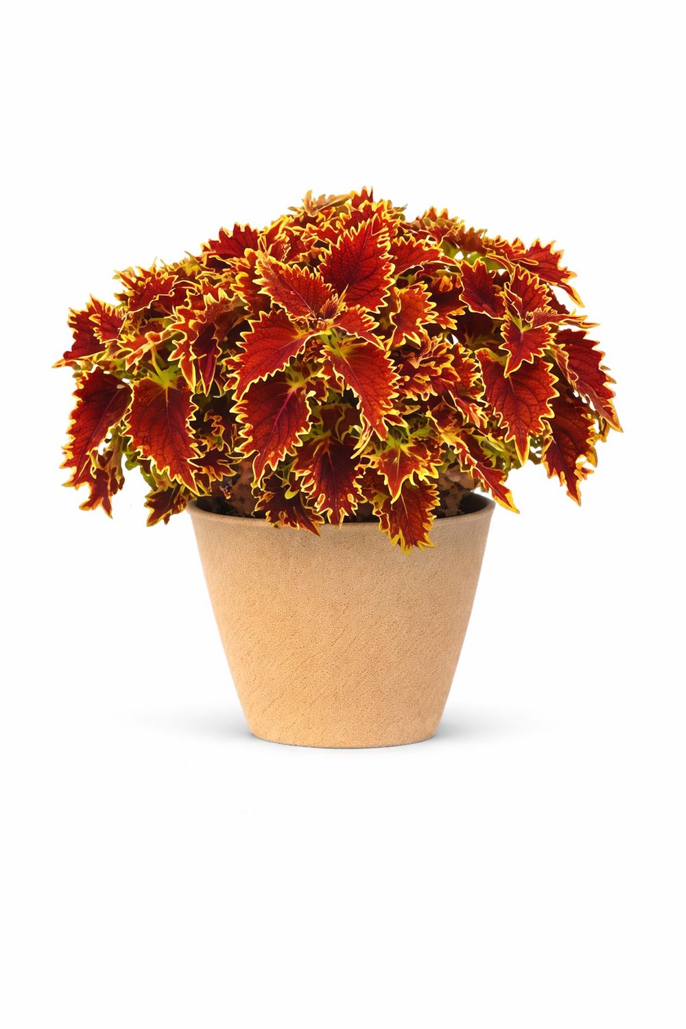 Coleus - Copperhead