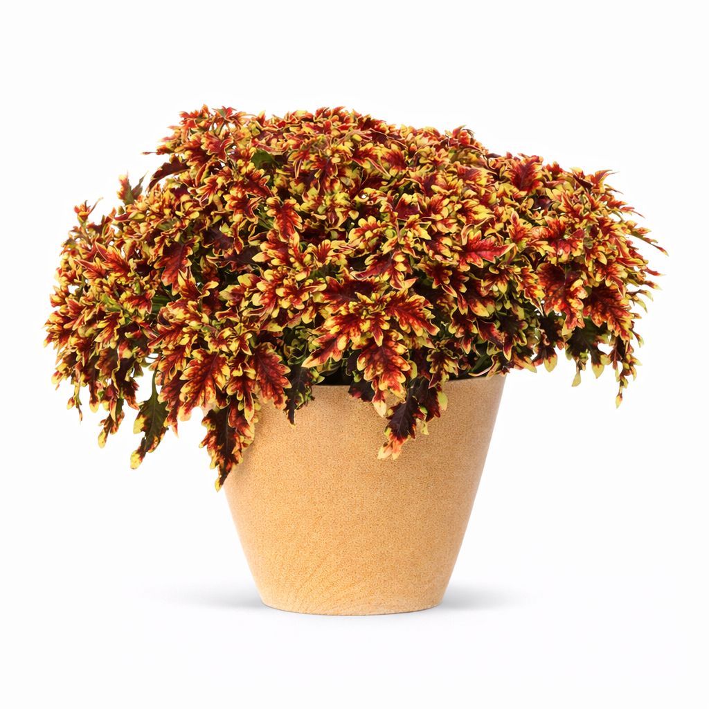 Coleus - Stained Glassworks Golden Gate