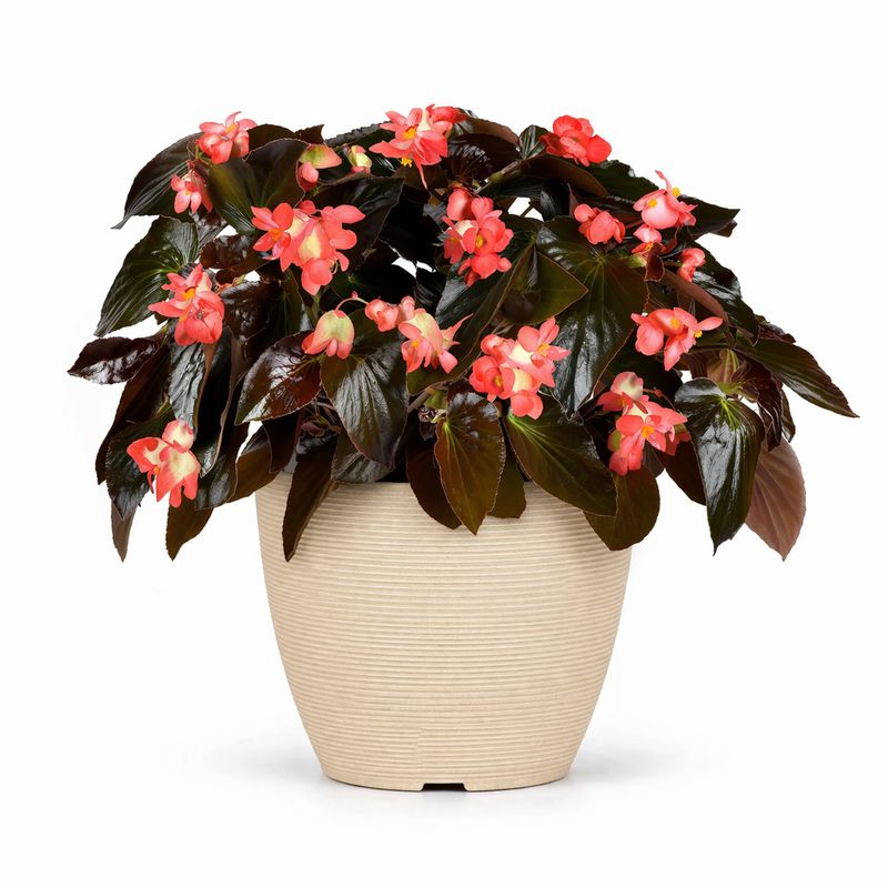 Begonia Dragon Wing - Red Bronze Leaf Begonia Dragon Wing - Red Bronze Leaf