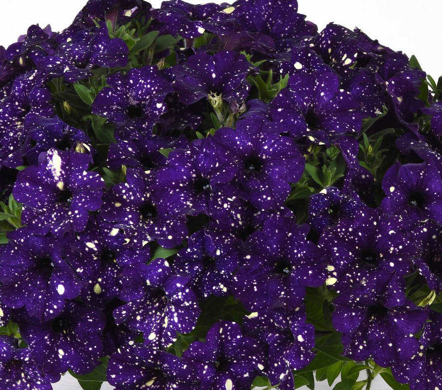 Petunia - Headliner Violet Sky