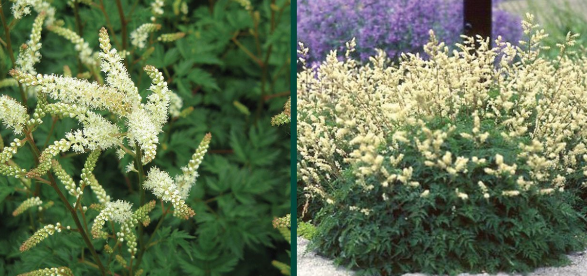 Aruncus Aethusifolius (Goat's Beard) - Dwarf