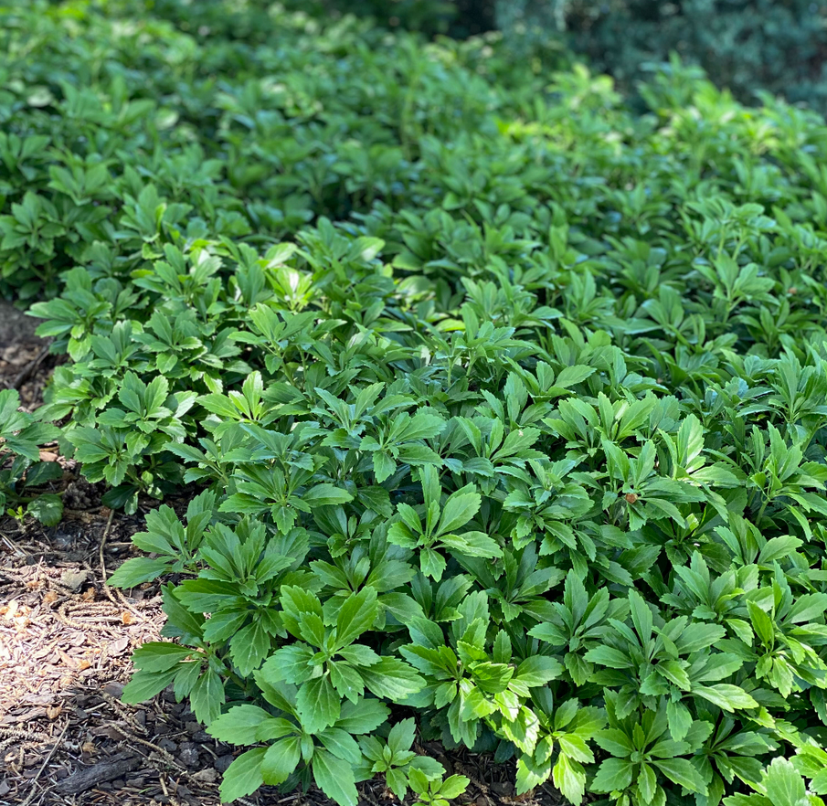Pachysandra Terminalis (Japanese Spurge) - Green Carpet
