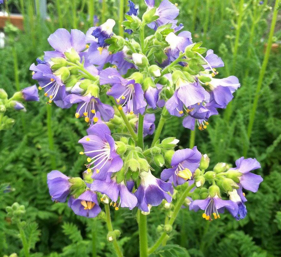 Polemonium Boreale (Jacob's Ladder) - Heavenly Habit