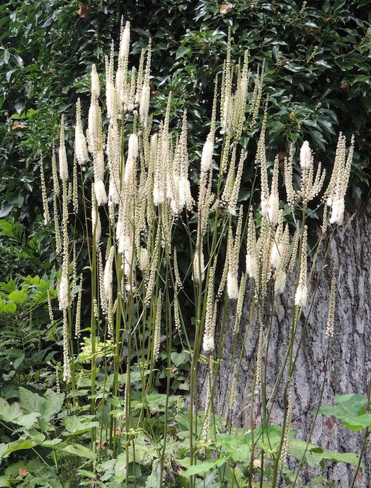 Actaea Simplex - White Pearl
