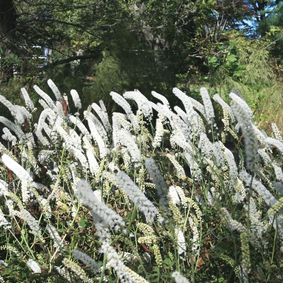 Actaea Simplex - White Pearl Actaea Simplex - White Pearl