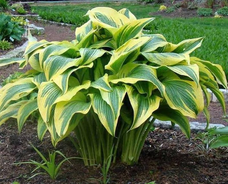Hosta (Plantain Lily) - Aureomarginata Montana