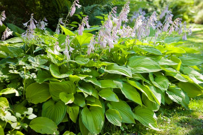 Hosta (Plantain Lily) - Jurassic Park