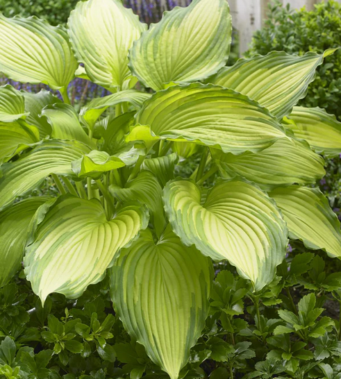 Hosta (Plantain Lily) - Dancing Darling