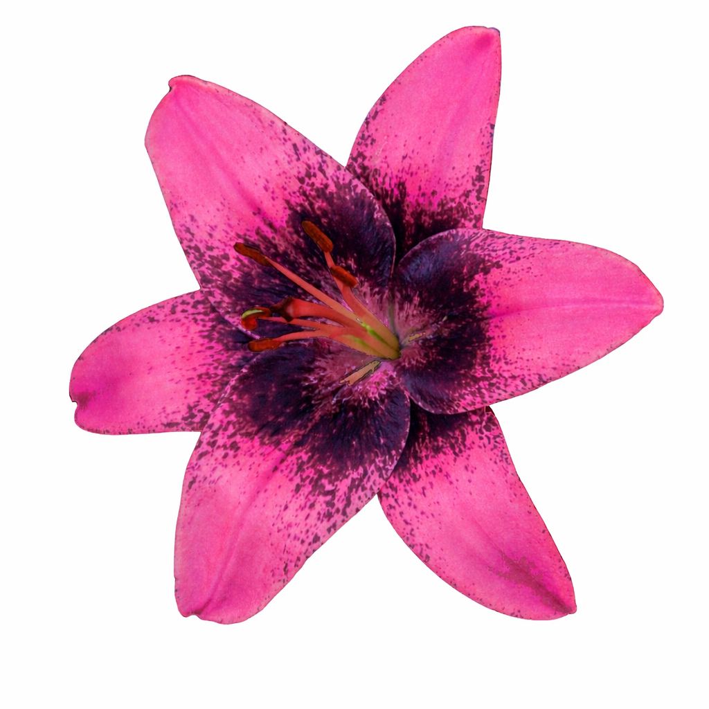 Lily - Asiatic Purple Dream  -Pack of 3