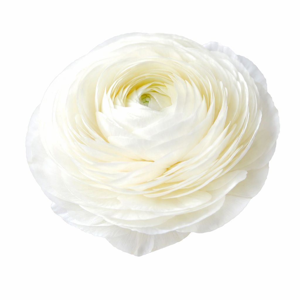Ranunculus - Amandine White - Pack of 5