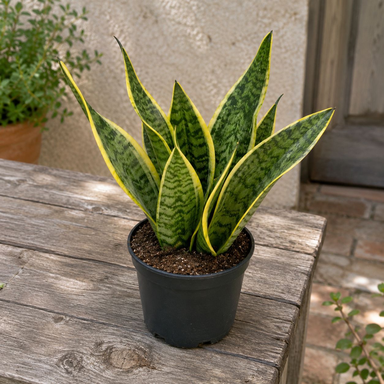 Sanseveria Laurentii - 4"