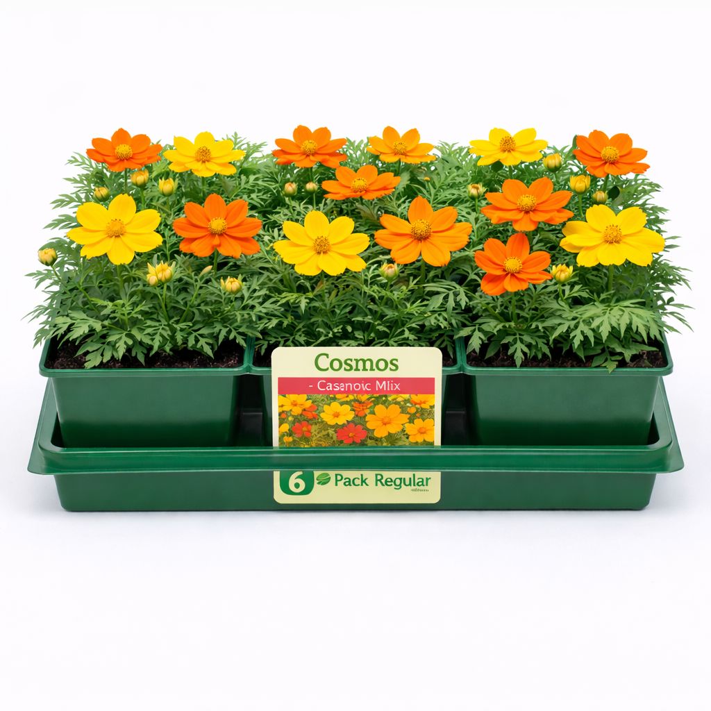 Cosmos - Cosmic Mix (6 Pack Regular)