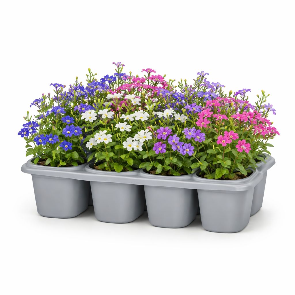 Lobelia - Regatta Mix (6 Pack Regular)
