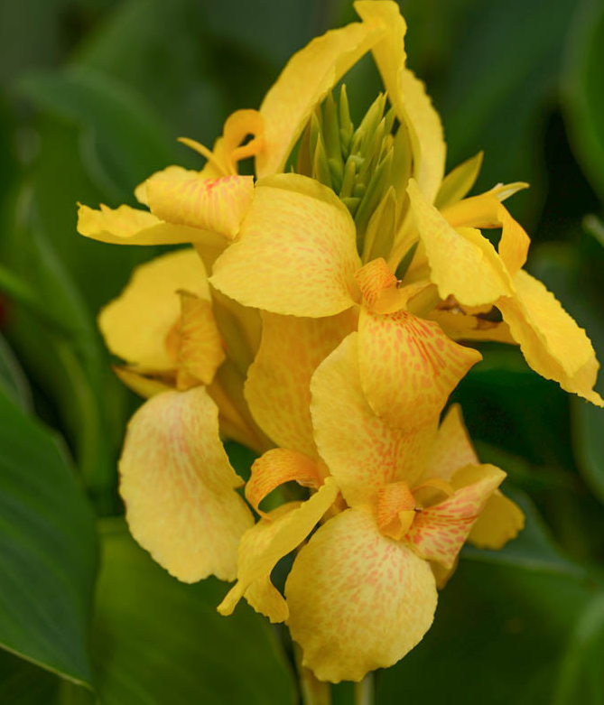 Canna Lily - Cannova Yellow