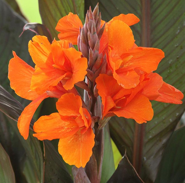 Canna Lily - Orange Chocolate