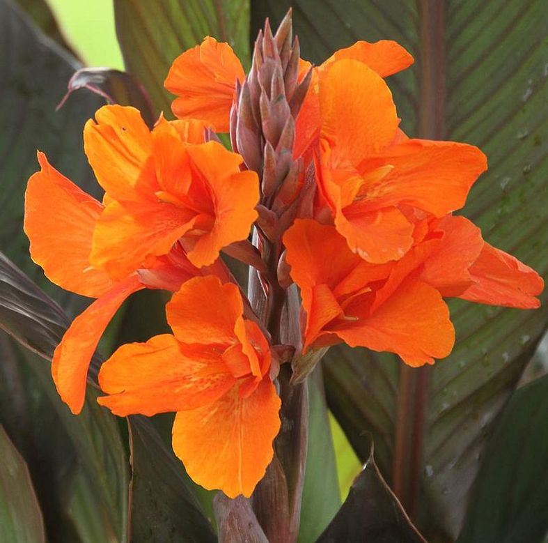 Canna Lily - Orange Chocolate Canna Lily - Orange Chocolate