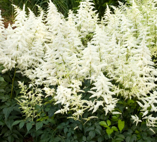 Astilbe - Bridal Veil