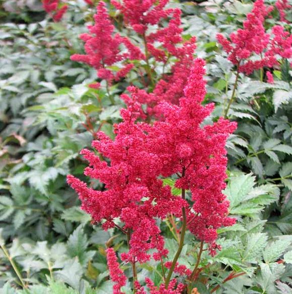 Astilbe - Burgundy Red