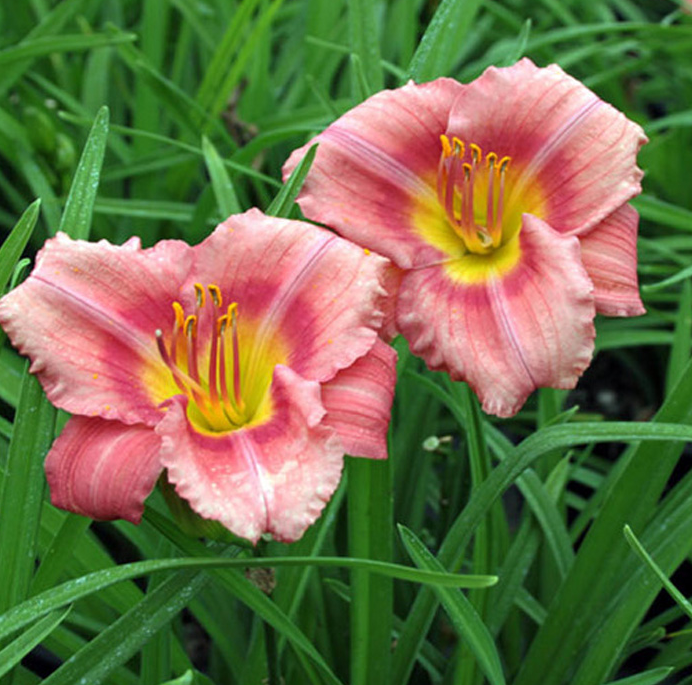 Hemerocallis (Daylily) - Rosy Returns Hemerocallis (Daylily) - Rosy Returns