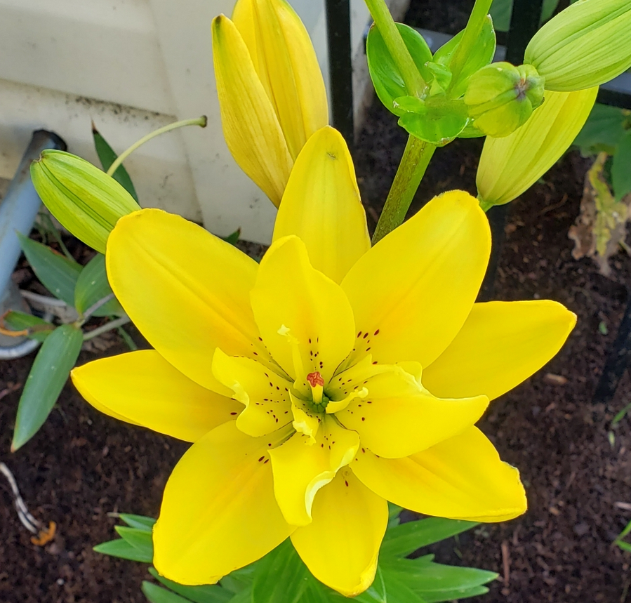 Lilium (Lily) Asiatic - Kiss Fata Morgana Pollen Free