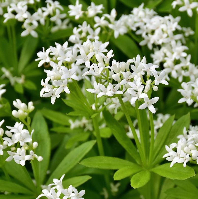 Gallium Odoratum (Sweet Woodruff)