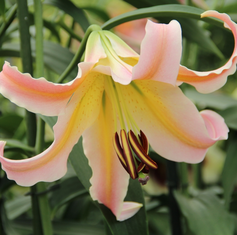 Lilium (Lily) Oriental Hybrid - Trumpet Elusive