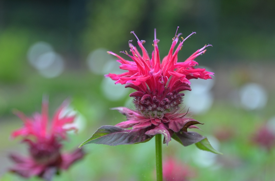 Monarda - Raspberry Wine