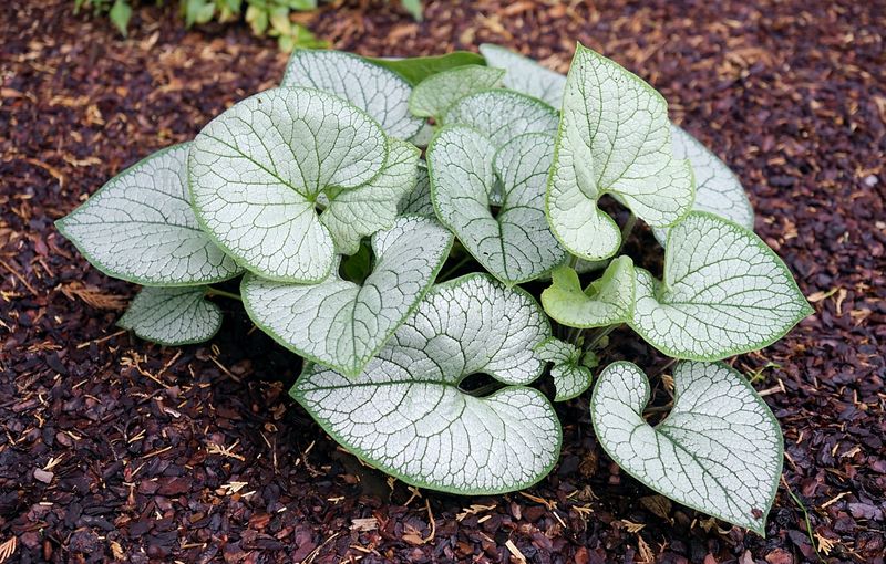 Brunnera (Siberian Bugloss) - Silver Heart
