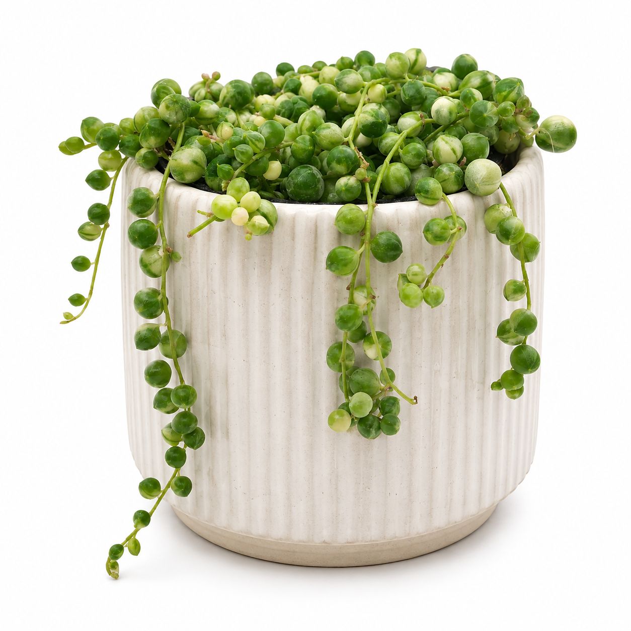 String of Pearls - 4"