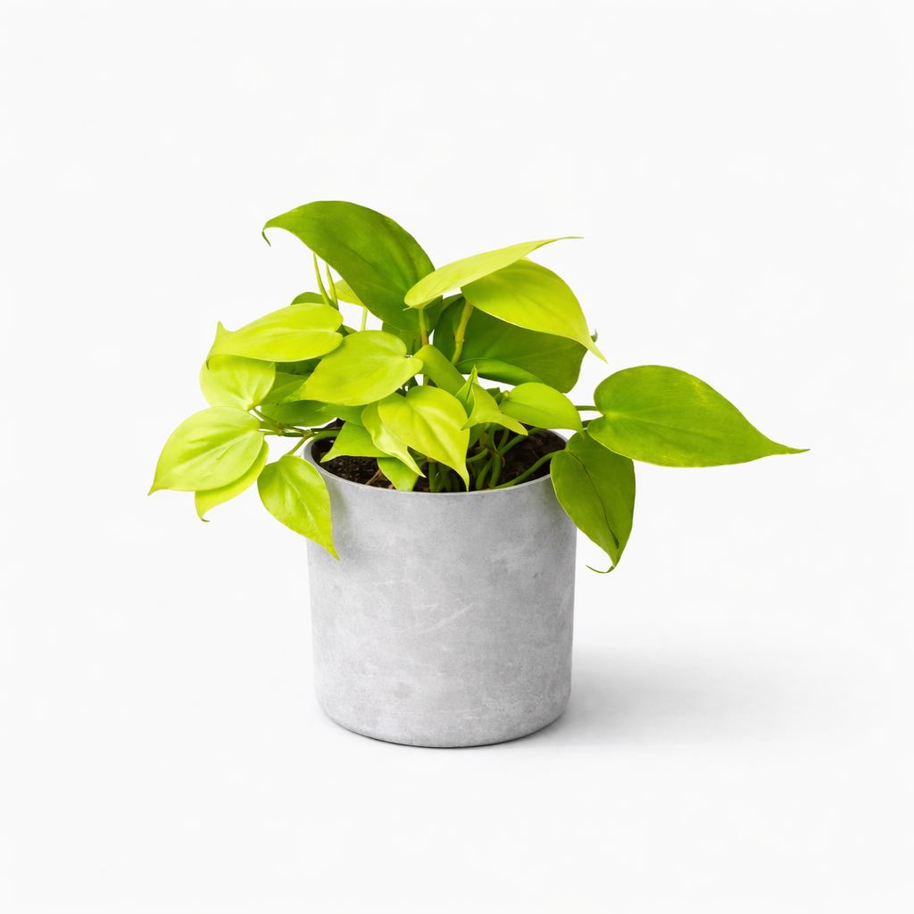 Philodendron Lemon Cordatum - 4"