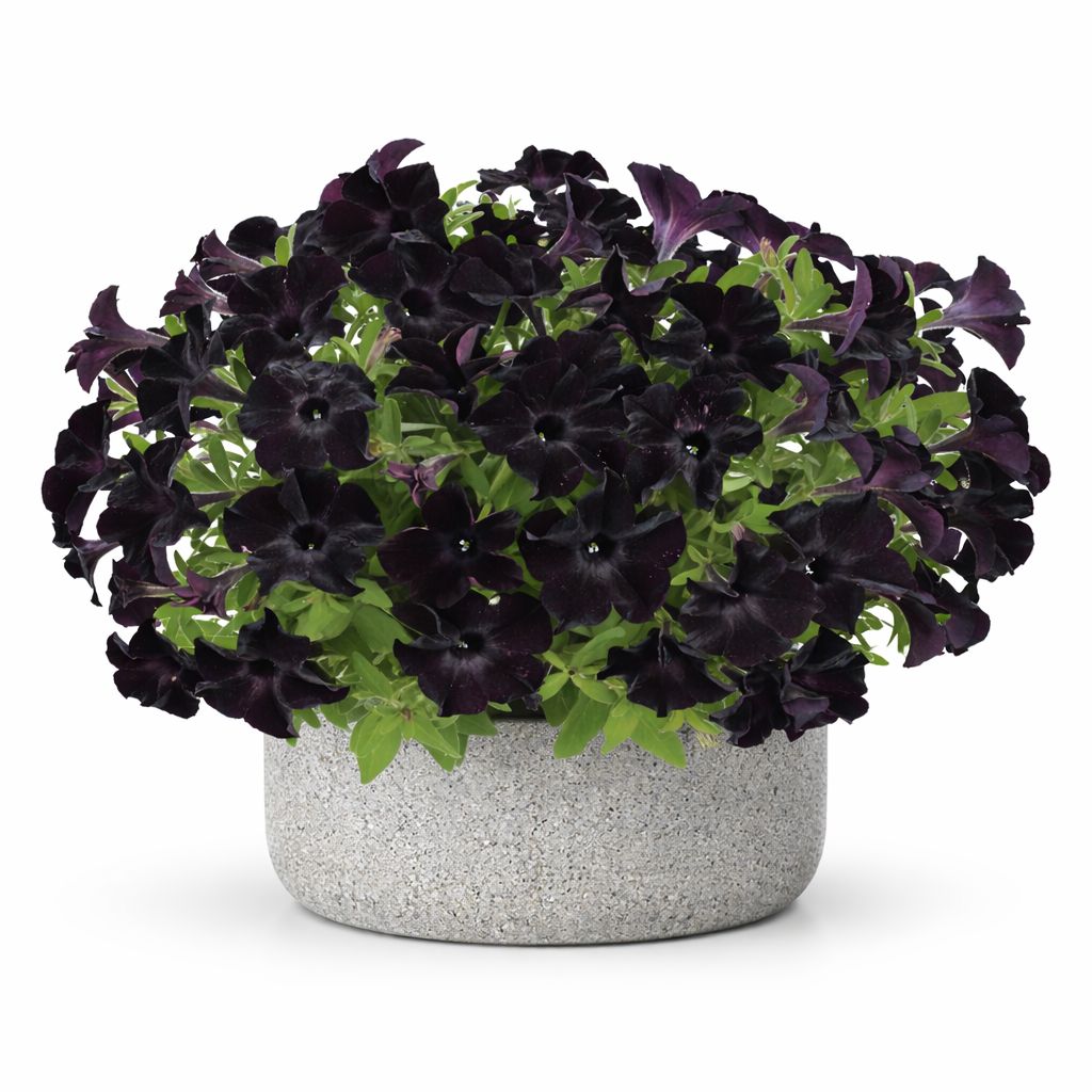 Petunia - Ray Black