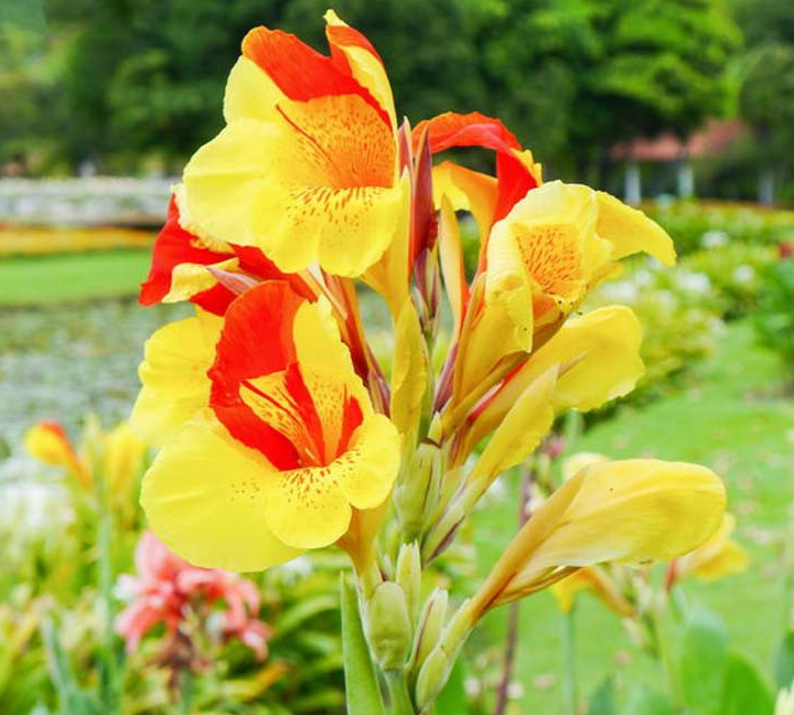 Canna Lily - Cleopatra