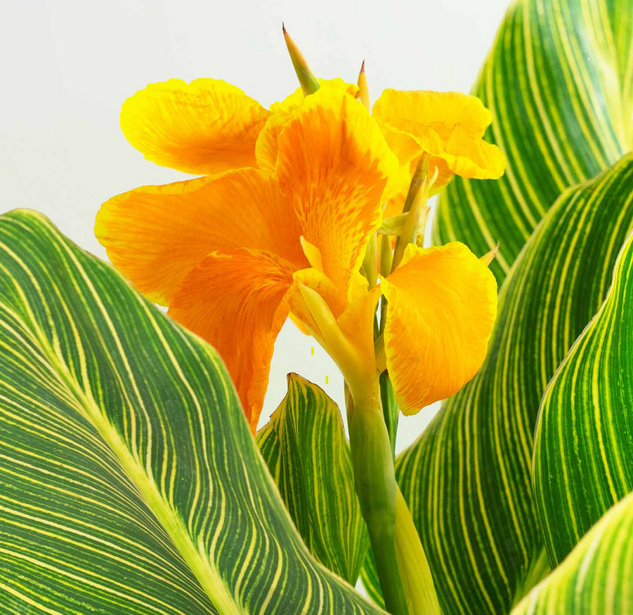 Canna Lily - Tropicana Gold