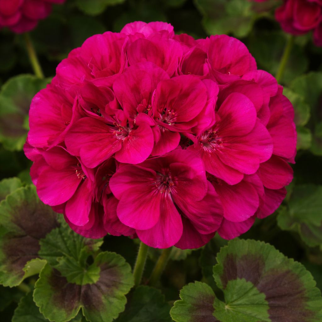 Geranium - Galaxy Purple