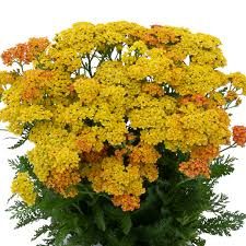 Achillea (Yarrow) - Milly Rock Yellow Terracotta Achillea (Yarrow) - Milly Rock Yellow Terracotta