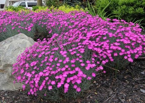 Dianthus - Firewitch