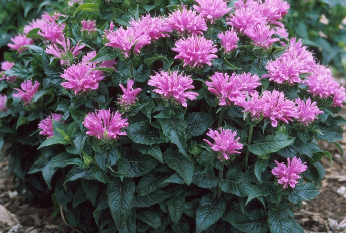 Monarda - Petite Delight