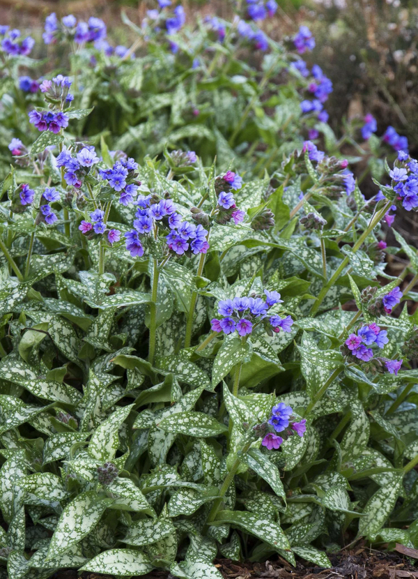 Pulmonaria (Lungwort) - Trevi Fountain