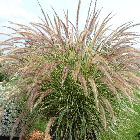 Grass Ornamental - Sky Rocket