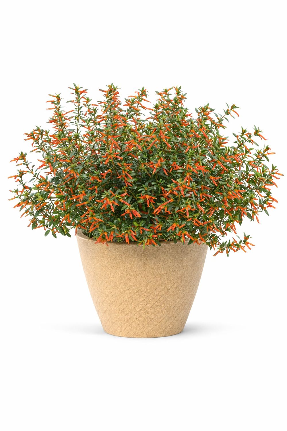 Cuphea - Vermillionaire