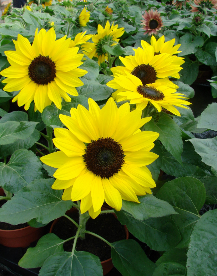 Helianthus - Sunflower Suntastic Yellow
