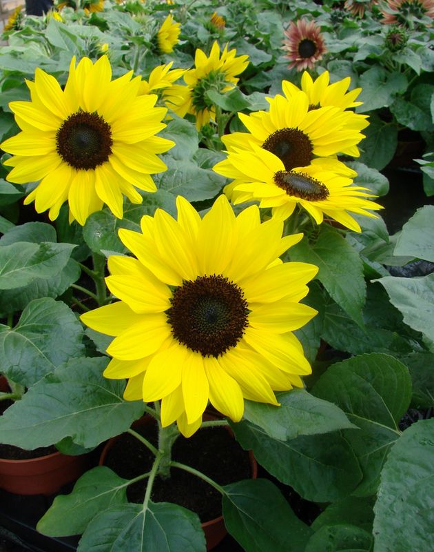 Helianthus - Sunflower Suntastic Yellow Helianthus - Sunflower Suntastic Yellow