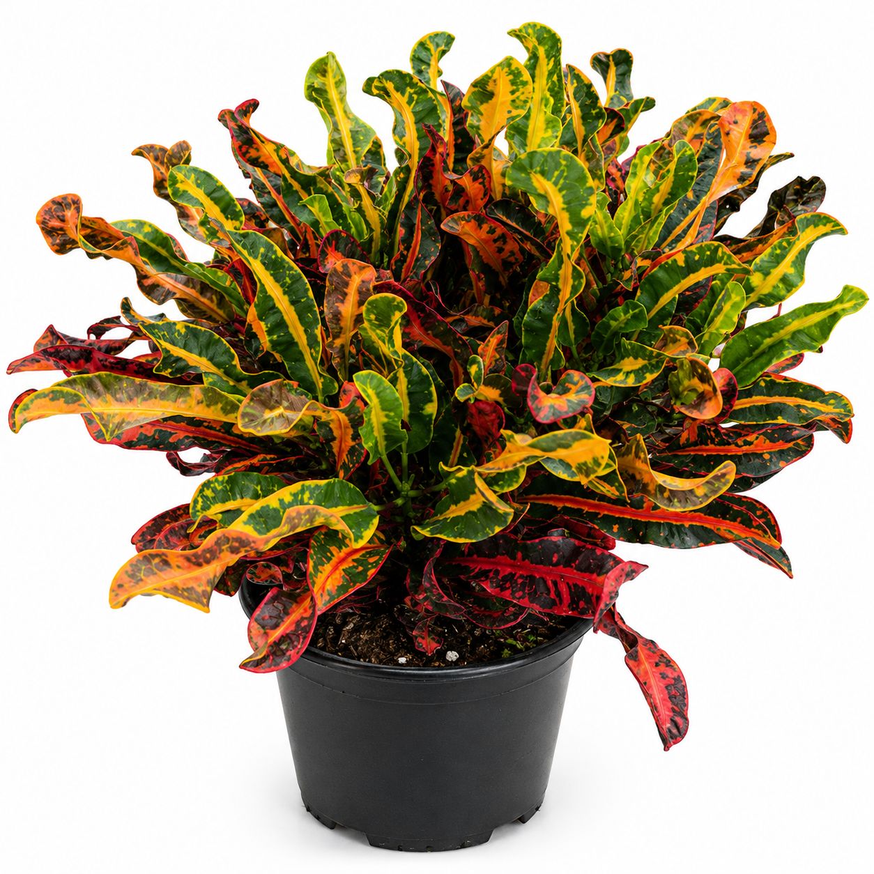 Croton Codiaeum Mammy - 10"