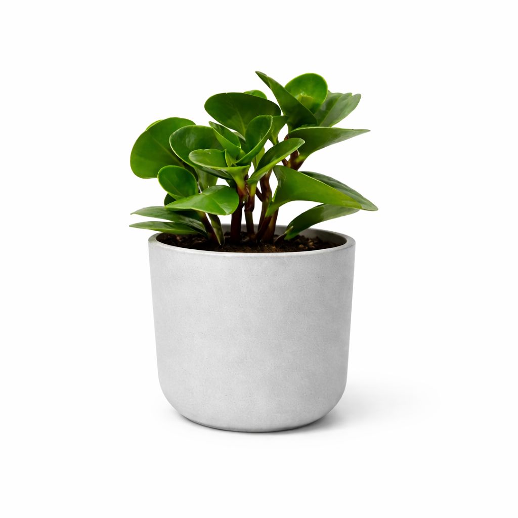 Peperomia - 6"