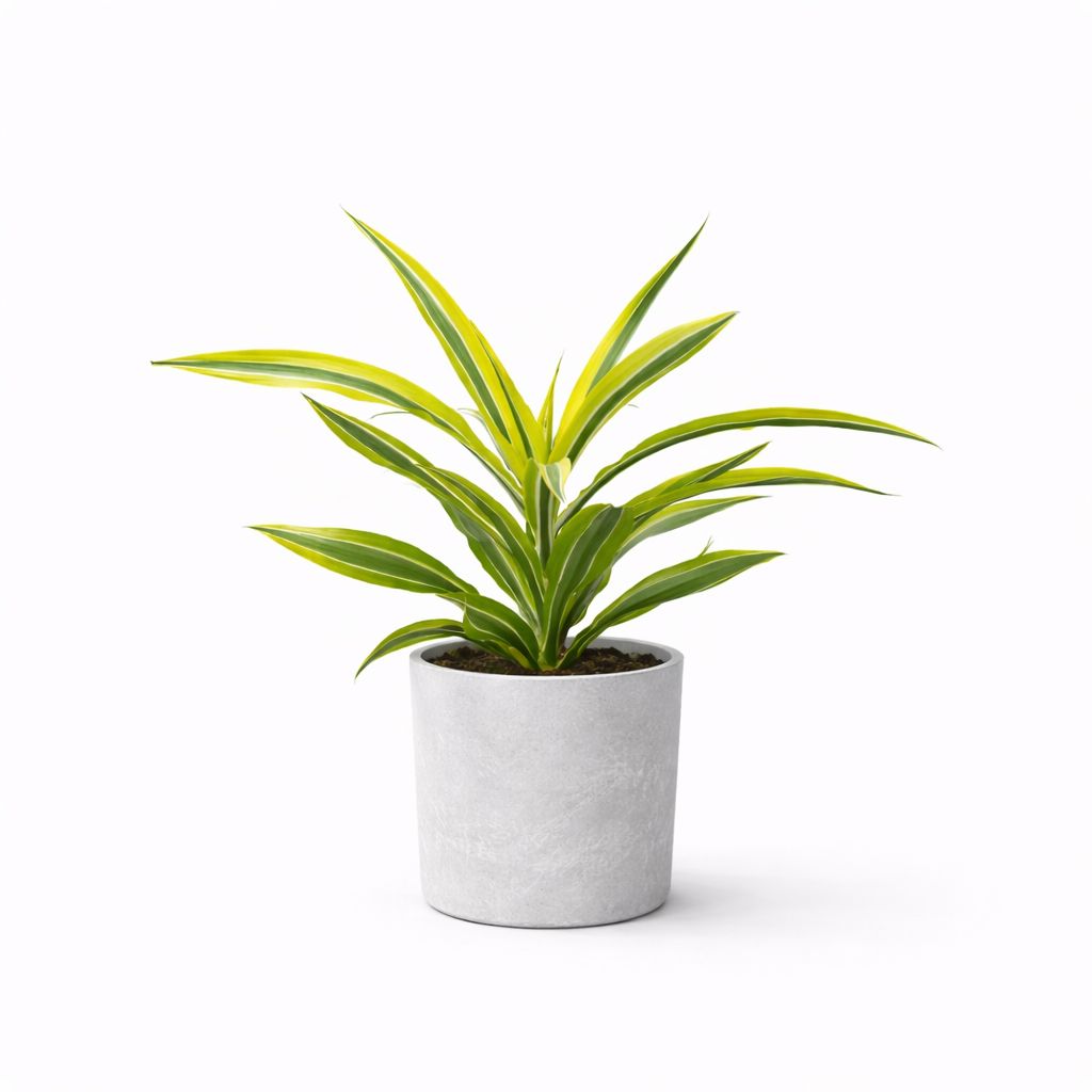 Dracena Warneckii Lemon Lime - 6"