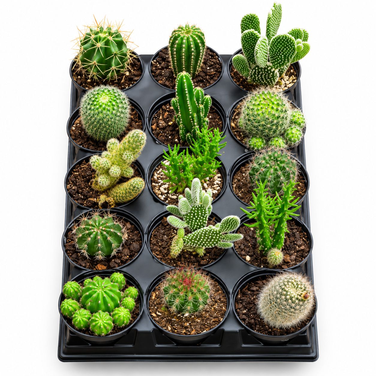 Cactus Assortment - 1.5"