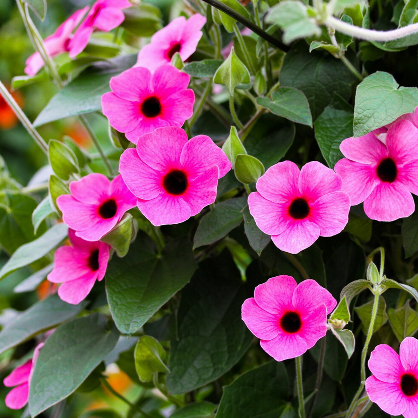 Thunbergia - Sunny Rose Sensation