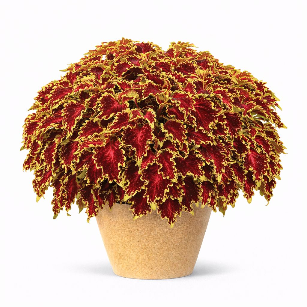 Coleus - Solar Flare