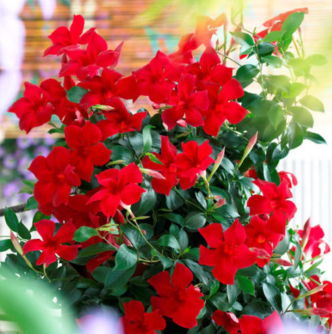 Mandevilla - Sun Parasel Crimson