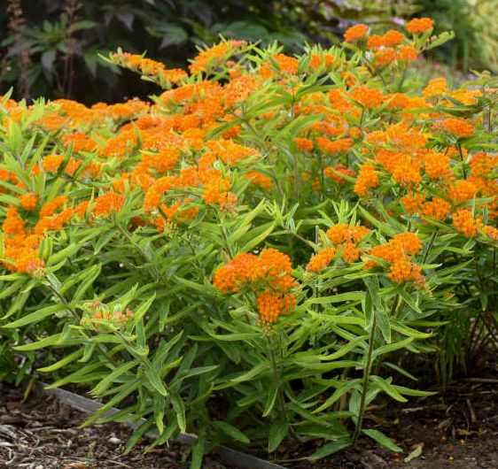 Asclepias Tuberosa (Butterfly Weed) - Orange